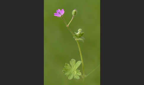 Weicher Storchschnabel (Geranium molle)