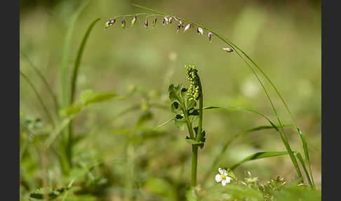 Mond-Rautenfarn (Botrychium lunaria)