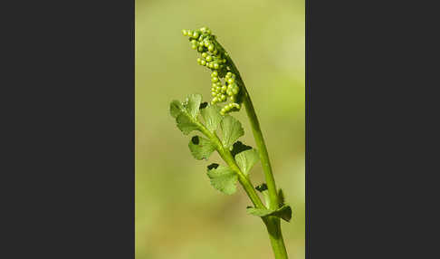 Mond-Rautenfarn (Botrychium lunaria)