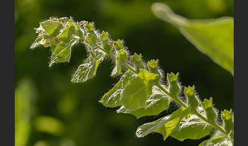 Schwarzes Bilsenkraut (Hyoscyamus niger)