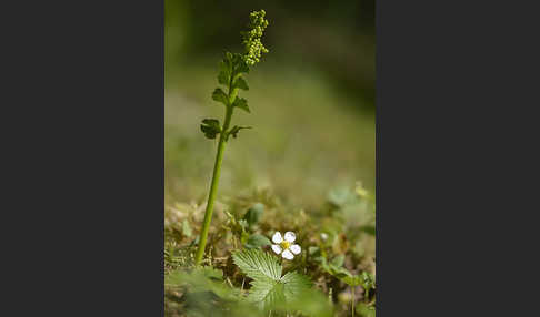 Mond-Rautenfarn (Botrychium lunaria)