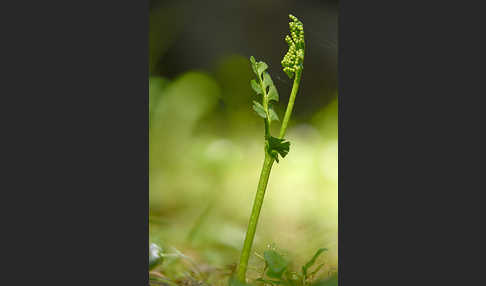 Mond-Rautenfarn (Botrychium lunaria)