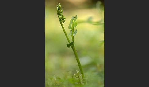 Mond-Rautenfarn (Botrychium lunaria)