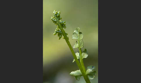 Mond-Rautenfarn (Botrychium lunaria)