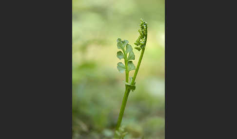 Mond-Rautenfarn (Botrychium lunaria)