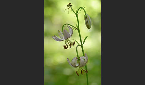 Türkenbund (Lilium martagon)