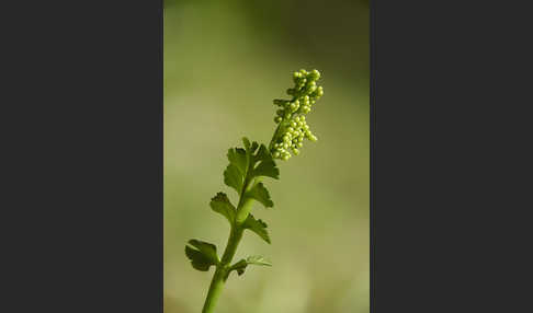 Mond-Rautenfarn (Botrychium lunaria)