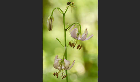 Türkenbund (Lilium martagon)