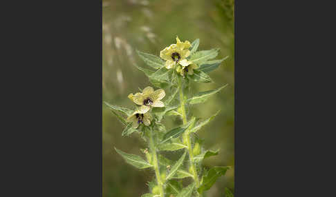 Schwarzes Bilsenkraut (Hyoscyamus niger)