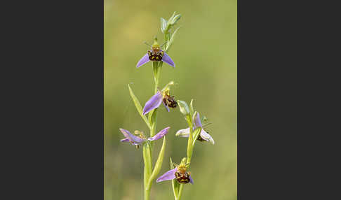 Bienen-Ragwurz (Ophrys apifera)