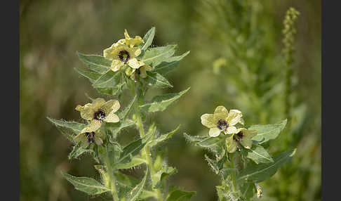 Schwarzes Bilsenkraut (Hyoscyamus niger)