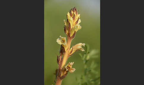 Gelbe Sommerwurz (Orobanche lutea)