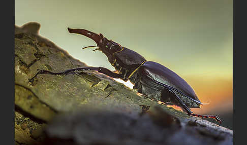 Hirschkäfer (Lucanus cervus)