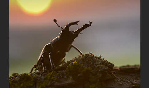 Hirschkäfer (Lucanus cervus)