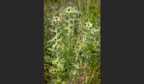 Schwarzes Bilsenkraut (Hyoscyamus niger)