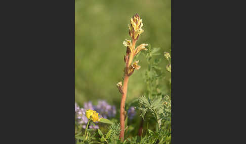 Gelbe Sommerwurz (Orobanche lutea)