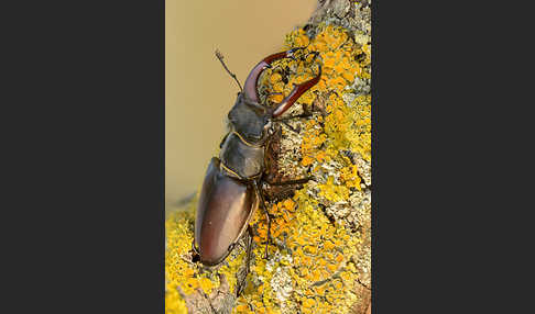 Hirschkäfer (Lucanus cervus)