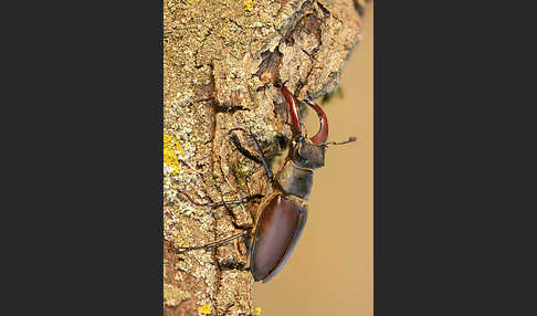 Hirschkäfer (Lucanus cervus)