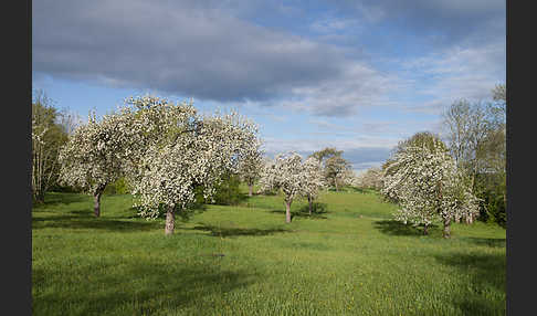 Streuobstwiese (meadow orchard)