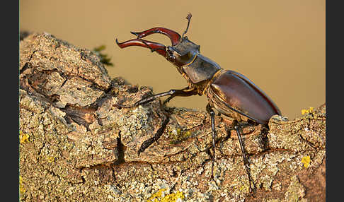 Hirschkäfer (Lucanus cervus)