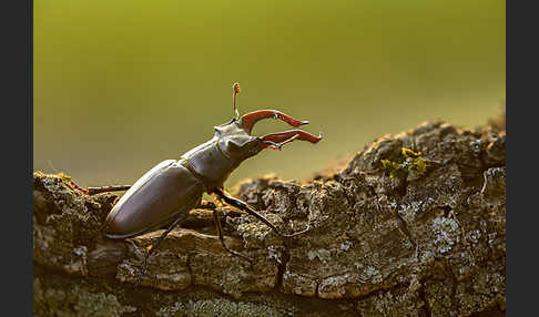 Hirschkäfer (Lucanus cervus)