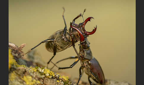 Hirschkäfer (Lucanus cervus)