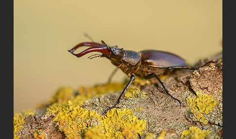 Hirschkäfer (Lucanus cervus)