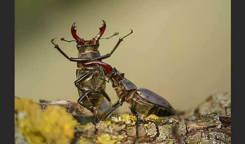 Hirschkäfer (Lucanus cervus)