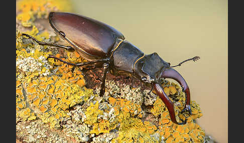 Hirschkäfer (Lucanus cervus)