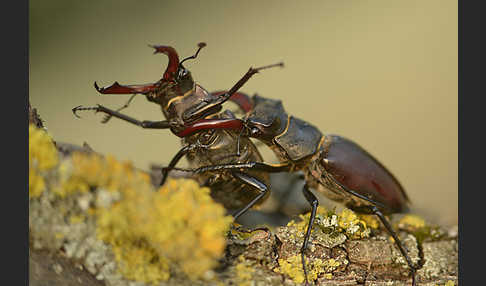 Hirschkäfer (Lucanus cervus)