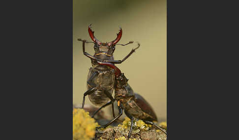 Hirschkäfer (Lucanus cervus)