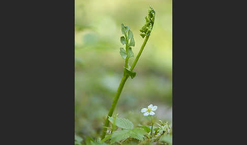 Mond-Rautenfarn (Botrychium lunaria)