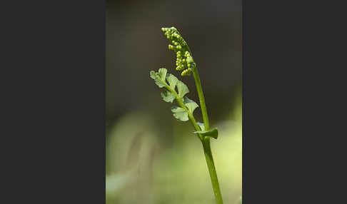 Mond-Rautenfarn (Botrychium lunaria)