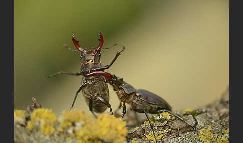 Hirschkäfer (Lucanus cervus)