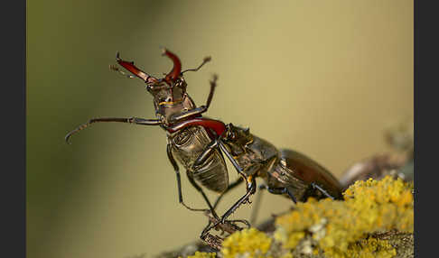 Hirschkäfer (Lucanus cervus)