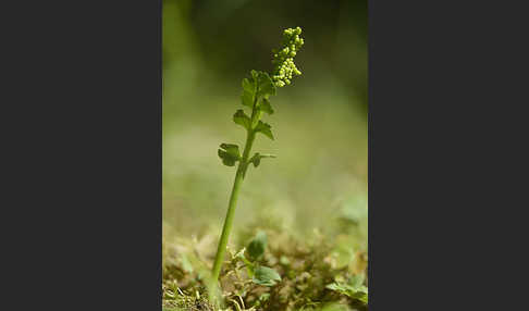 Mond-Rautenfarn (Botrychium lunaria)