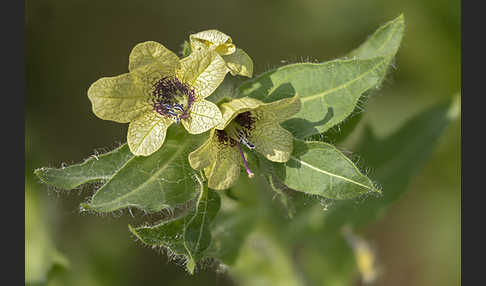 Schwarzes Bilsenkraut (Hyoscyamus niger)