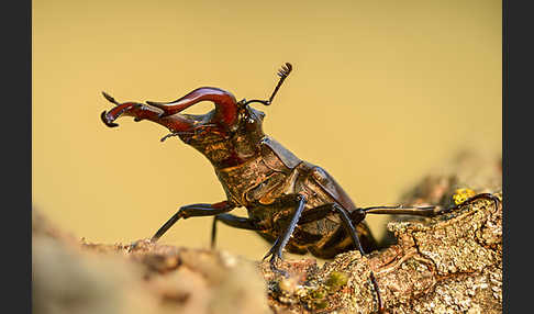 Hirschkäfer (Lucanus cervus)