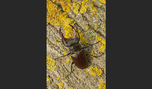 Hirschkäfer (Lucanus cervus)