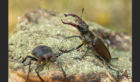 Hirschkäfer (Lucanus cervus)