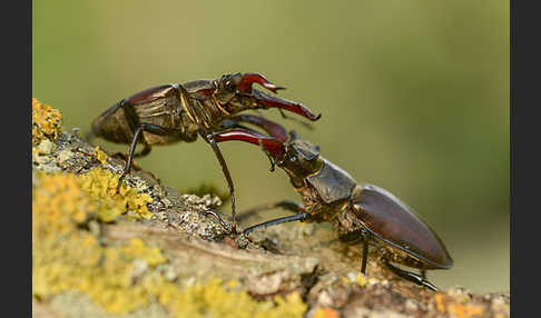 Hirschkäfer (Lucanus cervus)