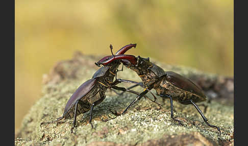 Hirschkäfer (Lucanus cervus)