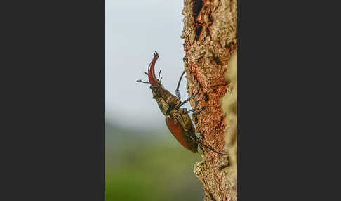 Hirschkäfer (Lucanus cervus)