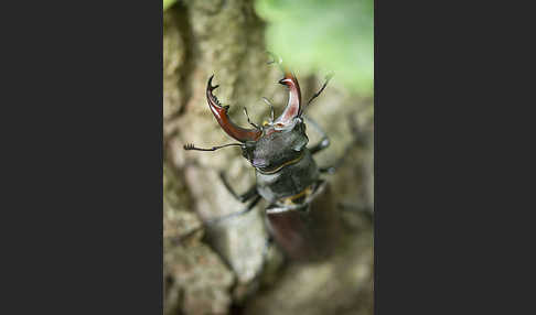 Hirschkäfer (Lucanus cervus)