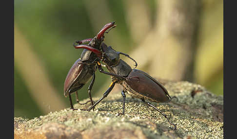 Hirschkäfer (Lucanus cervus)