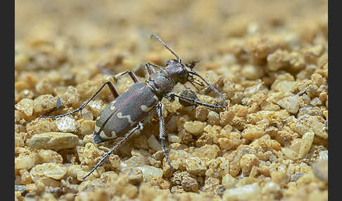 Kupferbrauner Sandlaufkäfer (Cicindela hybrida)