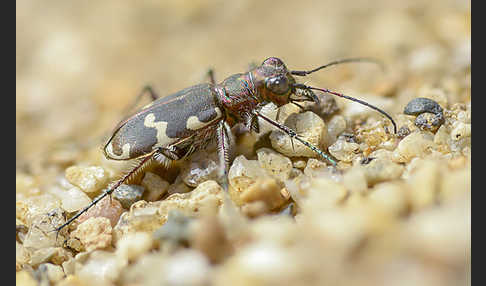 Kupferbrauner Sandlaufkäfer (Cicindela hybrida)