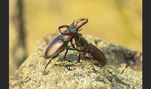 Hirschkäfer (Lucanus cervus)