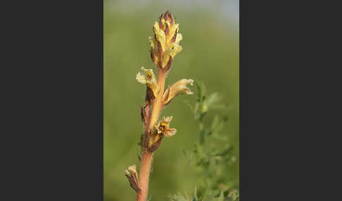 Gelbe Sommerwurz (Orobanche lutea)