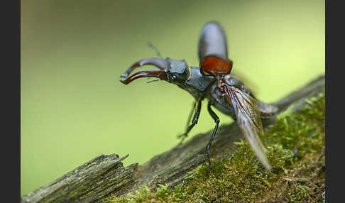 Hirschkäfer (Lucanus cervus)